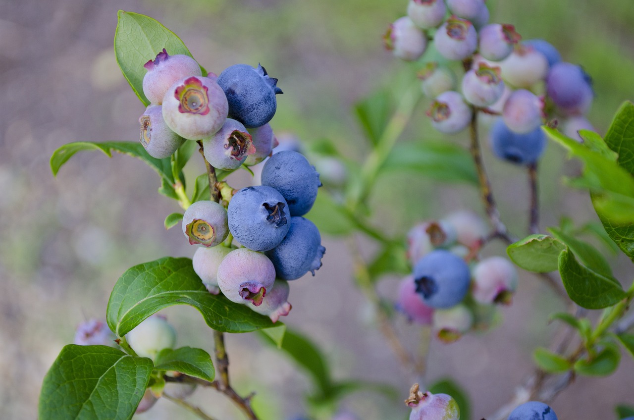 blueberries-borůvky na keříku